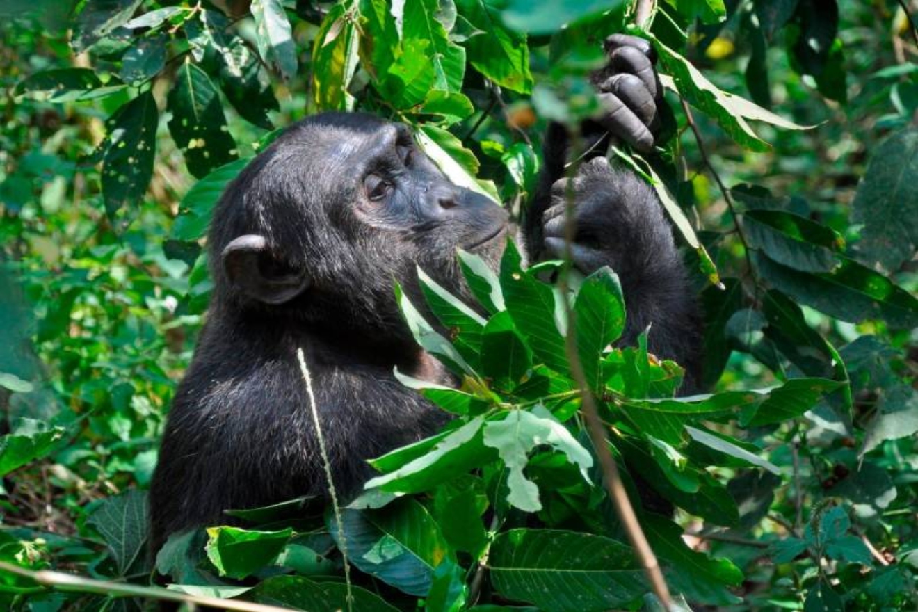 chimpancesautomedicacionplantas_45423559_20240624143237