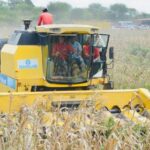 Guárico se posiciona como mayor productor de cereales en todo el país